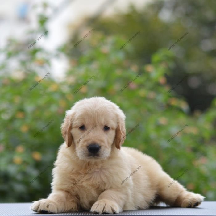 DogsIndia.com Golden Retriever Adchan's Kennel Aditya Lochan