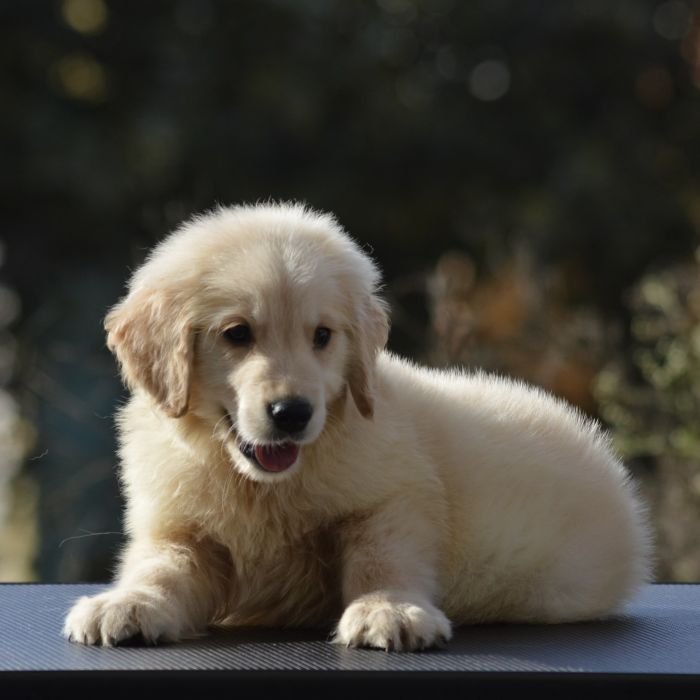 DogsIndia.com Golden Retriever Adchan's Kennel Aditya Lochan