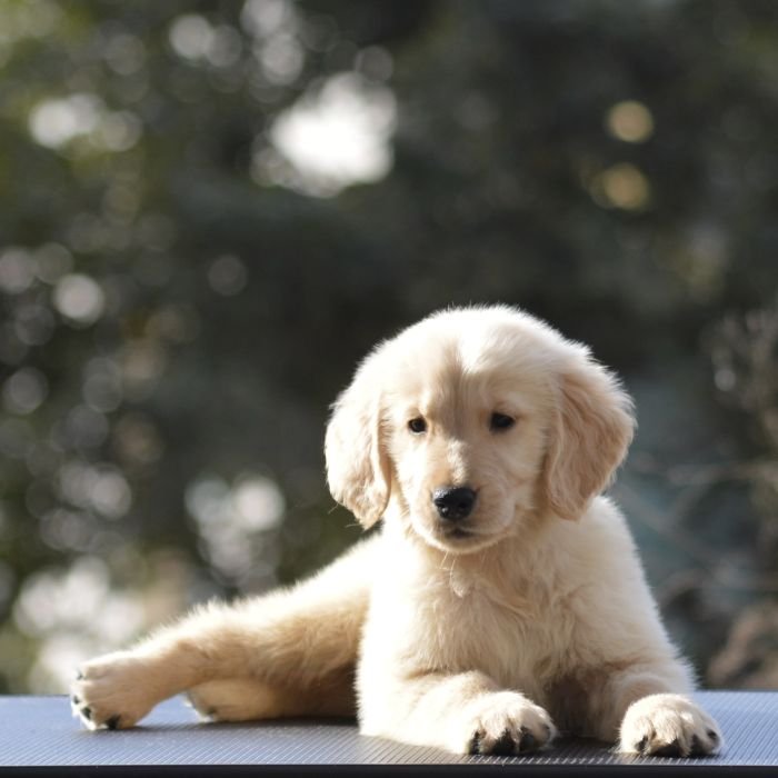 DogsIndia.com Golden Retriever Adchan's Kennel Aditya Lochan