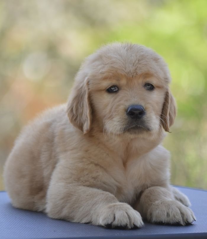 DogsIndia.com Golden Retriever Adchan's Kennel Aditya Lochan