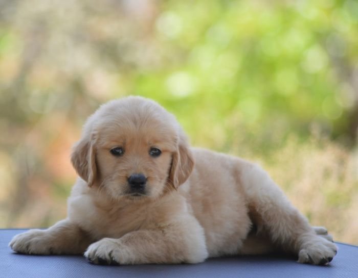 DogsIndia.com Golden Retriever Adchan's Kennel Aditya Lochan
