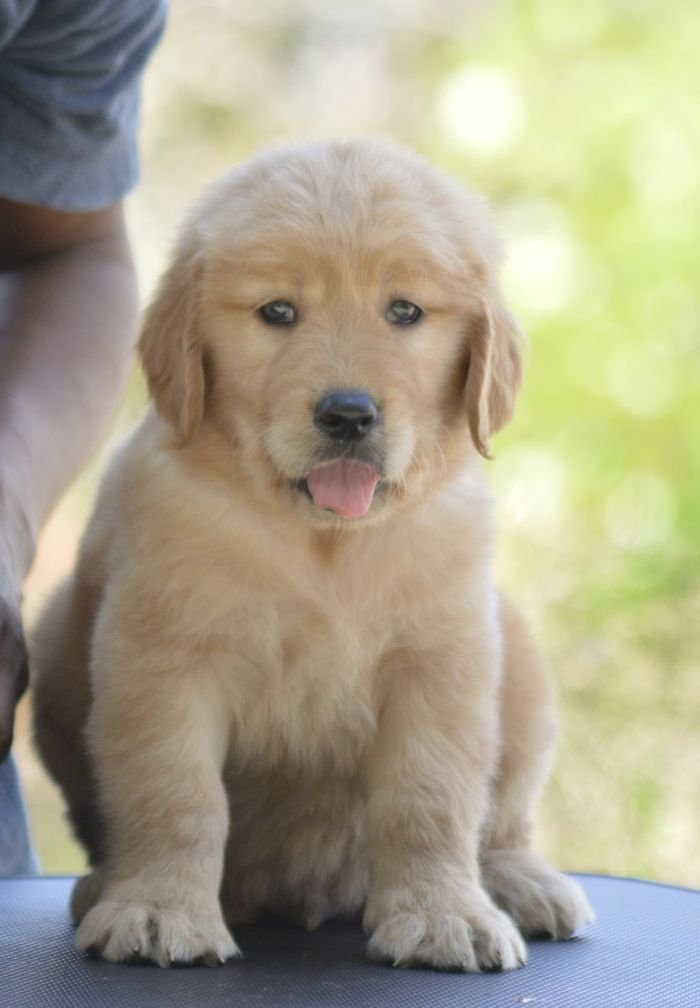 DogsIndia.com Golden Retriever Adchan's Kennel Aditya Lochan