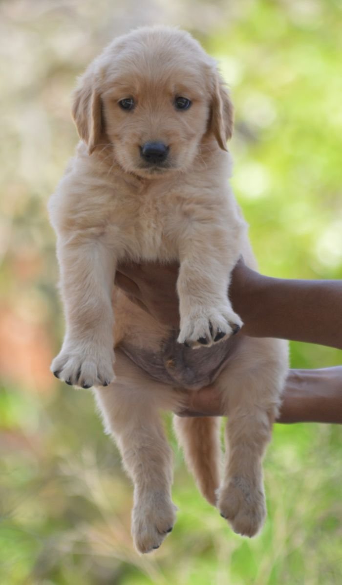 DogsIndia.com Golden Retriever Adchan's Kennel Aditya Lochan