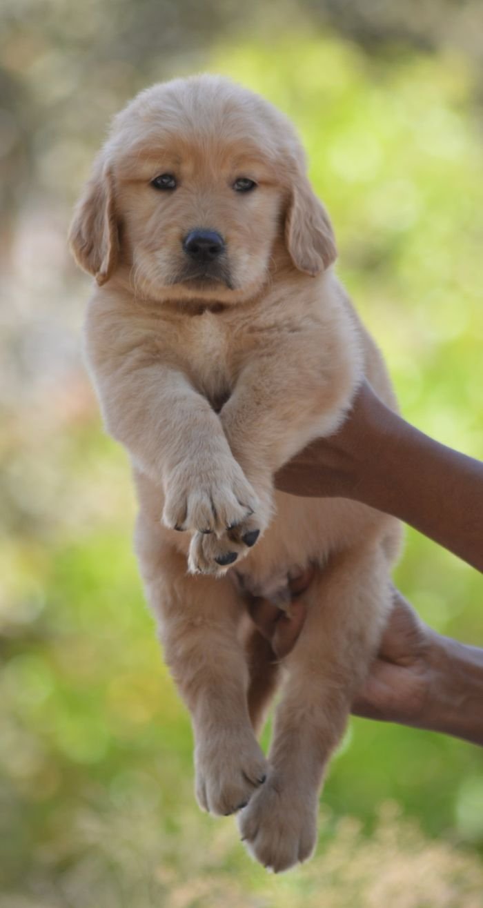 DogsIndia.com Golden Retriever Adchan's Kennel Aditya Lochan