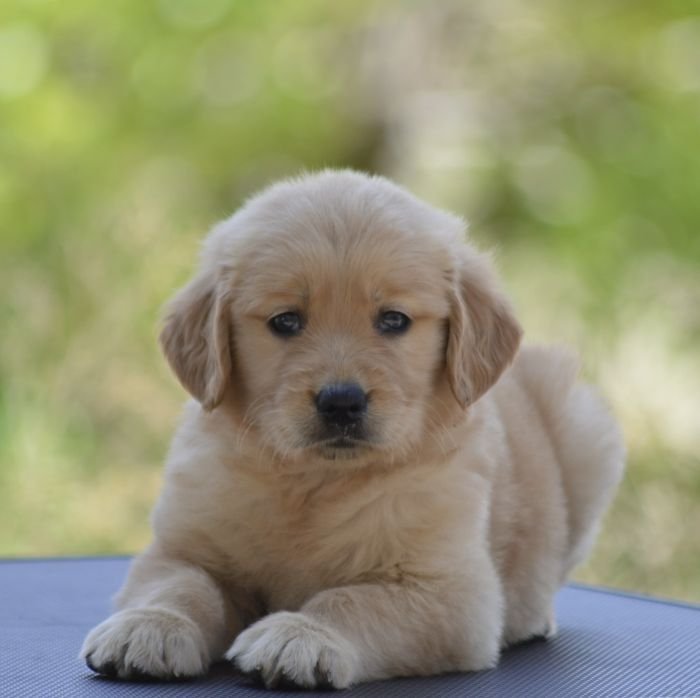 DogsIndia.com Golden Retriever Adchan's Kennel Aditya Lochan