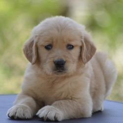 DogsIndia.com  Golden Retriever  Adchan's Kennel  Aditya Lochan