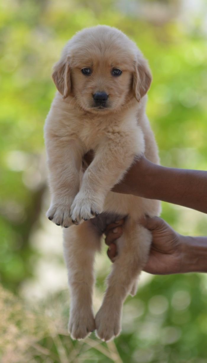 DogsIndia.com Golden Retriever Adchan's Kennel Aditya Lochan