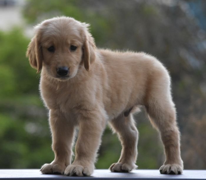 DogsIndia.com Golden Retriever Adchan's Kennel Aditya Lochan