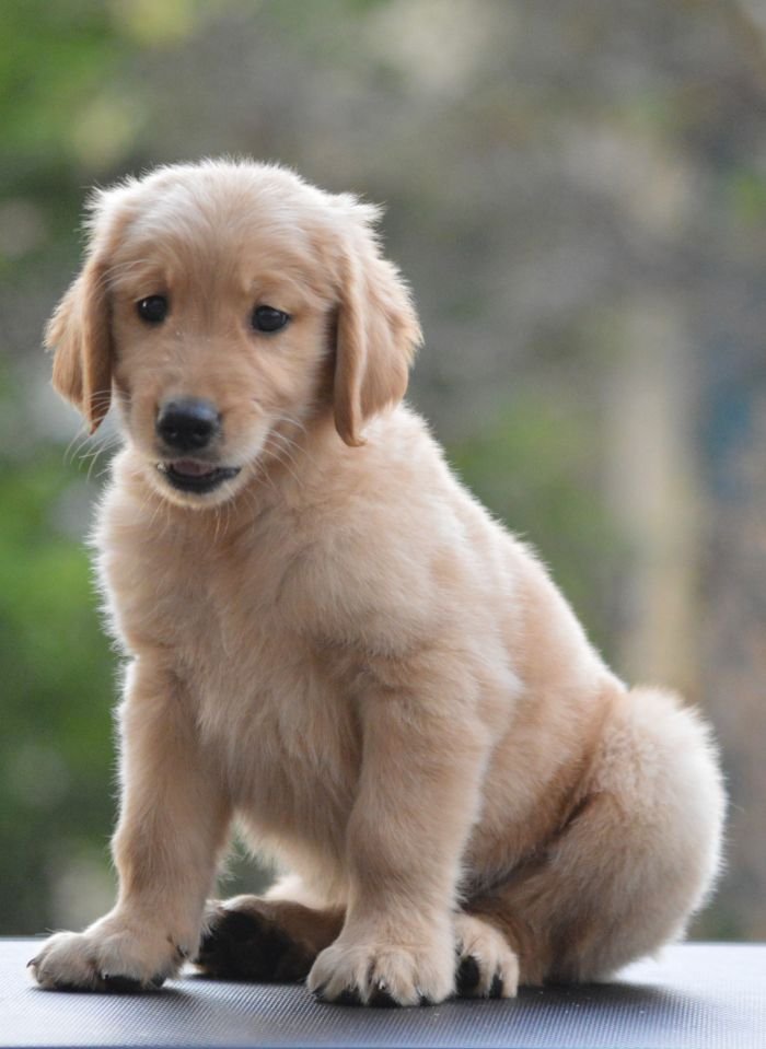 DogsIndia.com Golden Retriever Adchan's Kennel Aditya Lochan