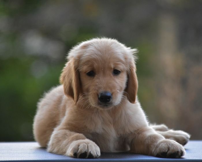 DogsIndia.com Golden Retriever Adchan's Kennel Aditya Lochan