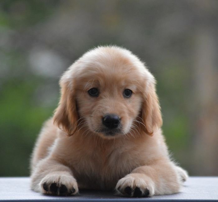 DogsIndia.com  Golden Retriever  Adchan's Kennel  Aditya Lochan