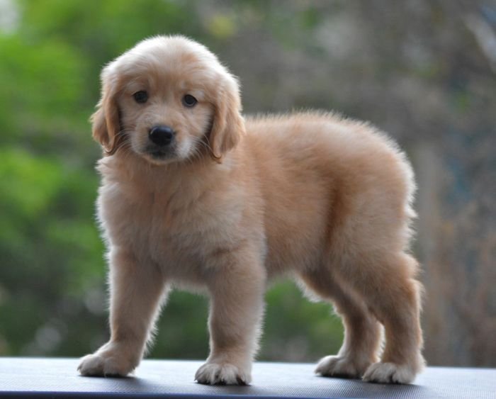 DogsIndia.com  Golden Retriever  Adchan's Kennel  Aditya Lochan