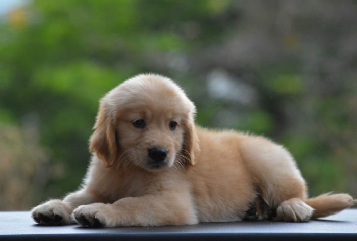 DogsIndia.com  Golden Retriever  Adchan's Kennel  Aditya Lochan