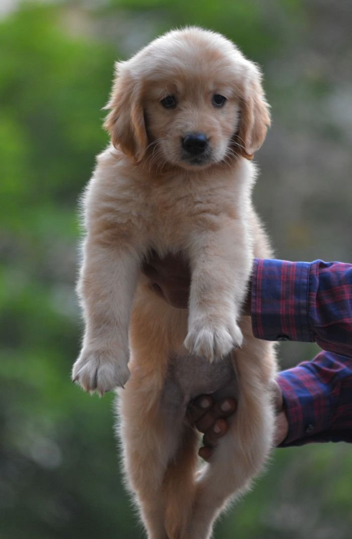 DogsIndia.com  Golden Retriever  Adchan's Kennel  Aditya Lochan
