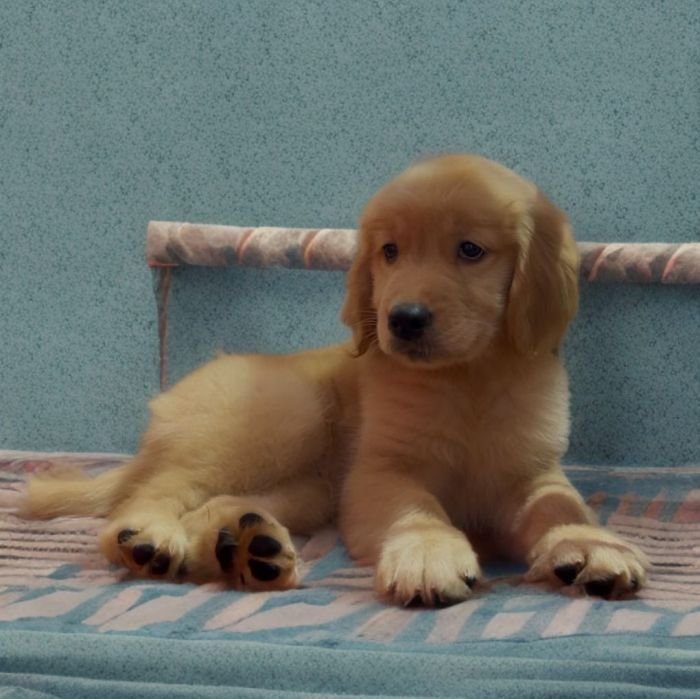 DogsIndia.com  Golden Retriever  Adchan's Kennel  Aditya Lochan