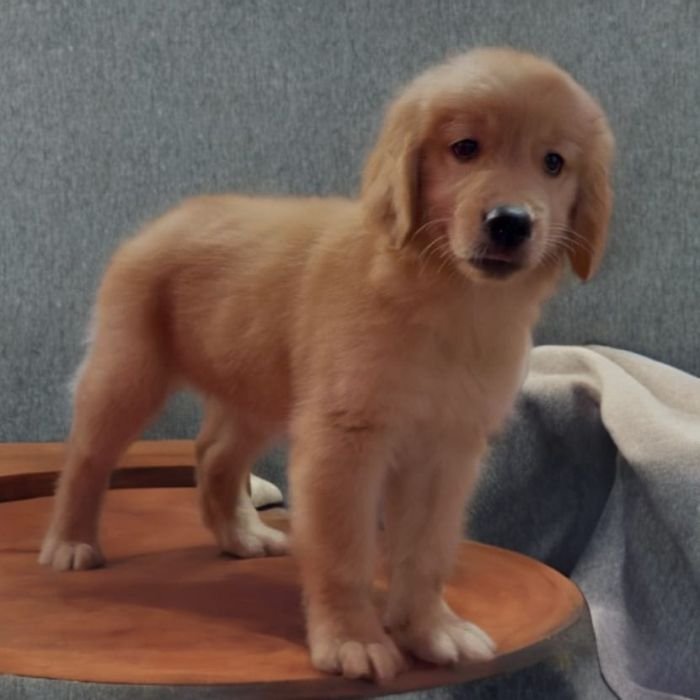 DogsIndia.com  Golden Retriever  Adchan's Kennel  Aditya Lochan