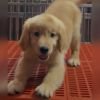 DogsIndia.com  Golden Retriever  Adchan's Kennel  Aditya Lochan