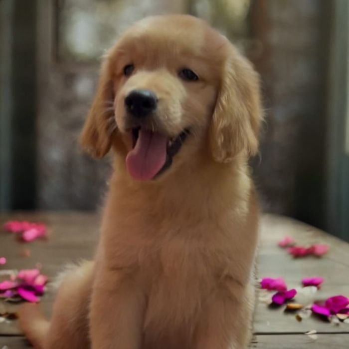 DogsIndia.com Golden Retriever Adchan's Kennel Aditya Lochan