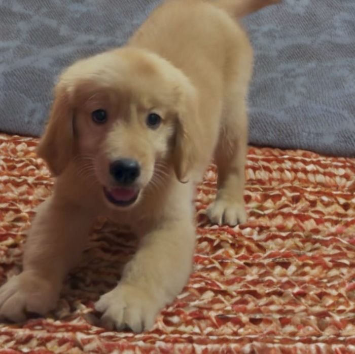 DogsIndia.com Golden Retriever Adchan's Kennel Aditya Lochan