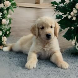 DogsIndia.com  Golden Retriever  Adchan's Kennel  Aditya Lochan