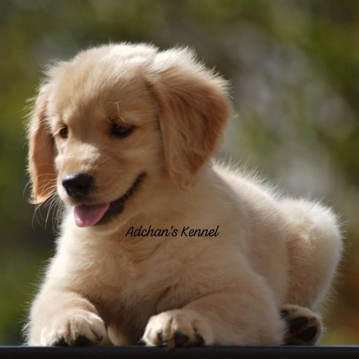 DogsIndia.com  Golden Retriever  Adchan's Kennel  Aditya Lochan