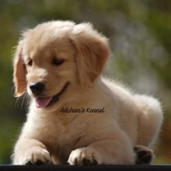 DogsIndia.com  Golden Retriever  Adchan's Kennel  Aditya Lochan