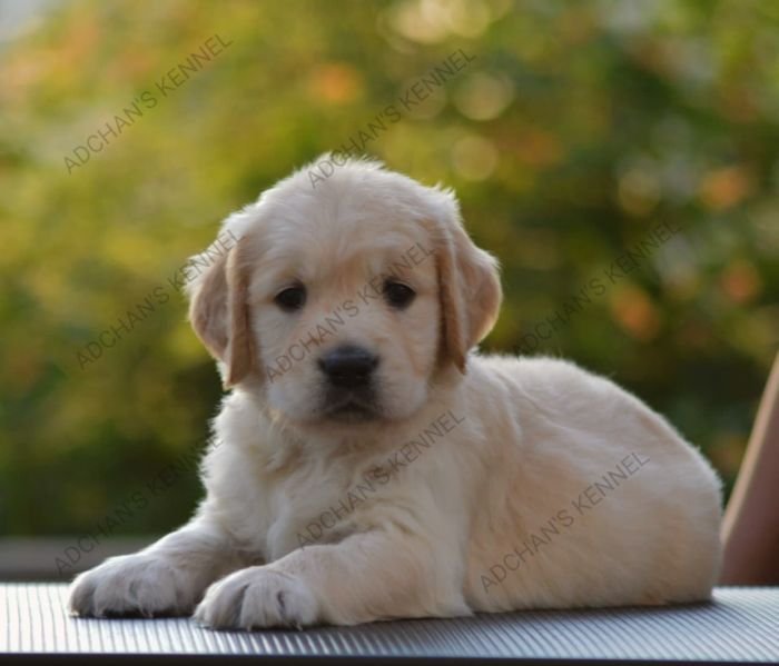DogsIndia.com  Golden Retriever  Adchan's Kennel  Aditya Lochan