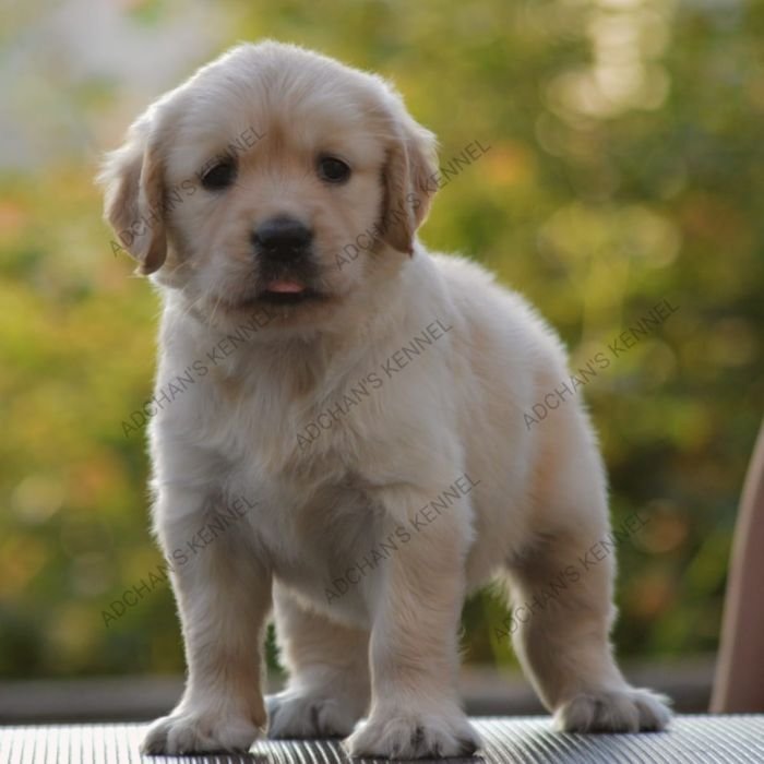 DogsIndia.com  Golden Retriever  Adchan's Kennel  Aditya Lochan