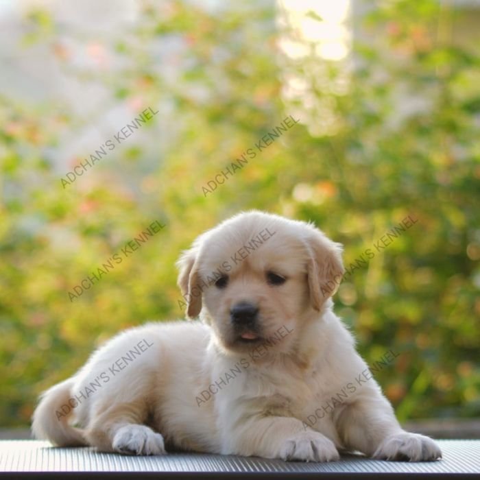 DogsIndia.com  Golden Retriever  Adchan's Kennel  Aditya Lochan