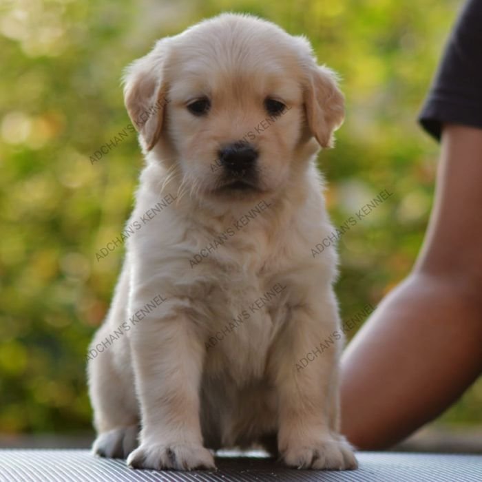 DogsIndia.com  Golden Retriever  Adchan's Kennel  Aditya Lochan