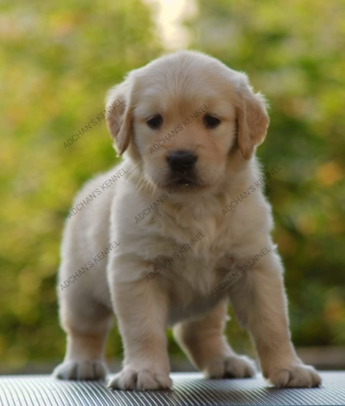 DogsIndia.com  Golden Retriever  Adchan's Kennel  Aditya Lochan