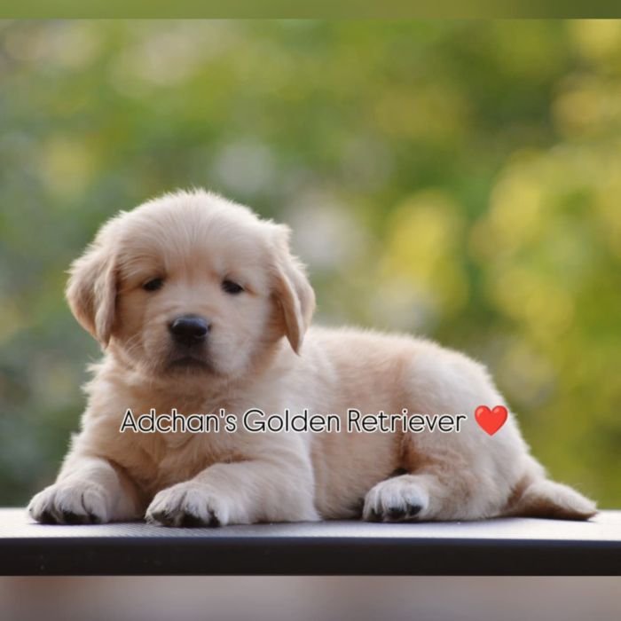 DogsIndia.com  Golden Retriever  Adchan's Kennel  Aditya Lochan