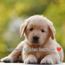 DogsIndia.com  Golden Retriever  Adchan's Kennel  Aditya Lochan