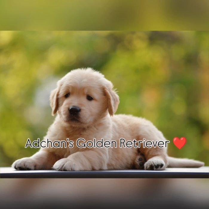 DogsIndia.com  Golden Retriever  Adchan's Kennel  Aditya Lochan