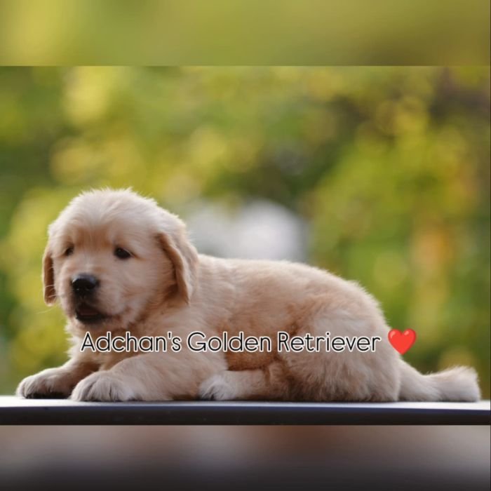 DogsIndia.com  Golden Retriever  Adchan's Kennel  Aditya Lochan