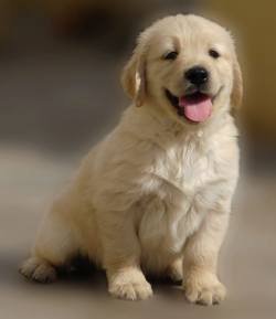 DogsIndia.com - Golden Retriever - Adchan's Kennel - Aditya Lochan