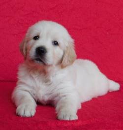 DogsIndia.com - Golden Retriever - Adchans
