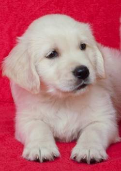 DogsIndia.com - Golden Retriever - Adchan's Kennel - Aditya Lochan