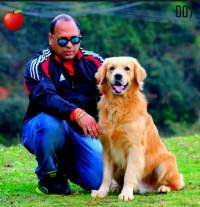 DogsIndia.com - Golden Retriever - Apple Kennels