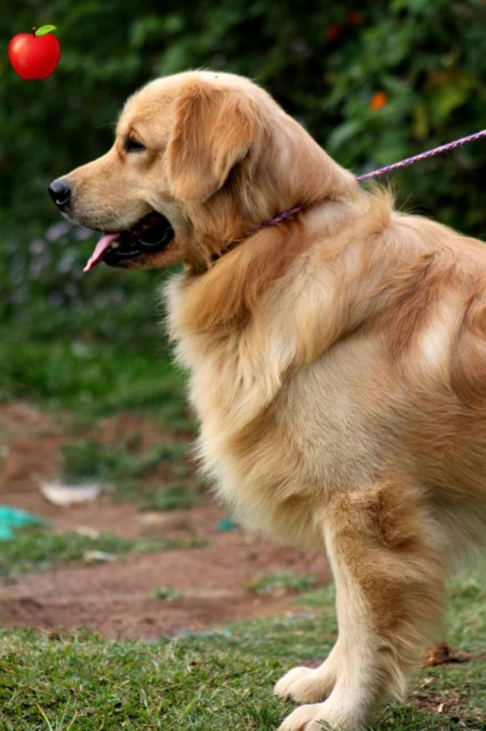 DogsIndia.com - Golden Retriever - Apple Kennels