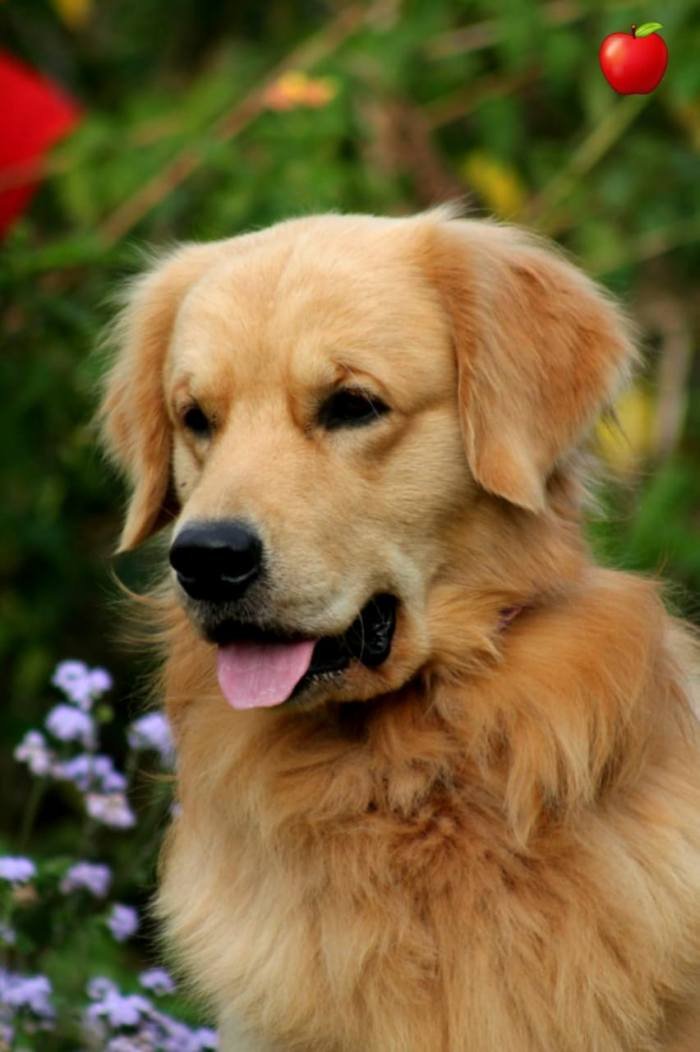 DogsIndia.com - Golden Retriever - Apple Kennels