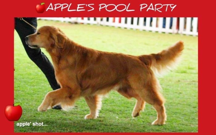 DogsIndia.com - Golden Retriever - Apple Kennels