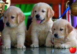 DogsIndia.com - Golden Retriever - Apple Kennels