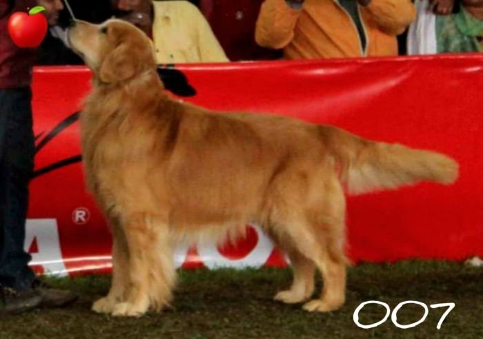 DogsIndia.com - Golden Retriever - Apple Kennels