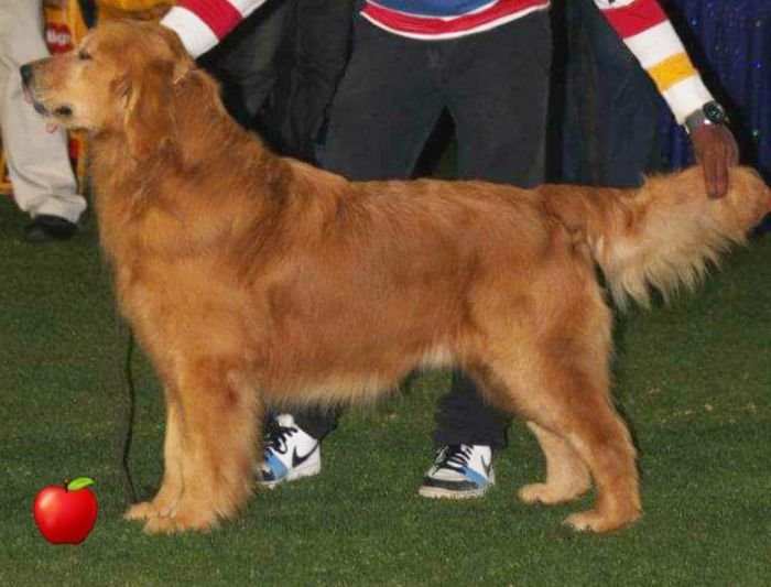 DogsIndia.com - Golden Retriever - Apple Kennels
