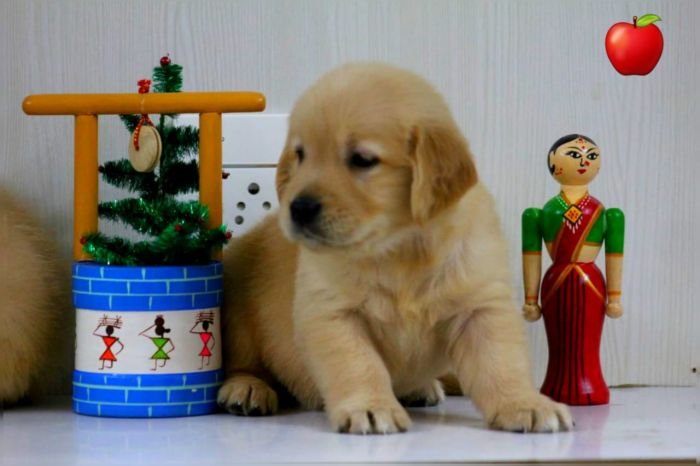 DogsIndia.com - Golden Retriever - Apple Kennels
