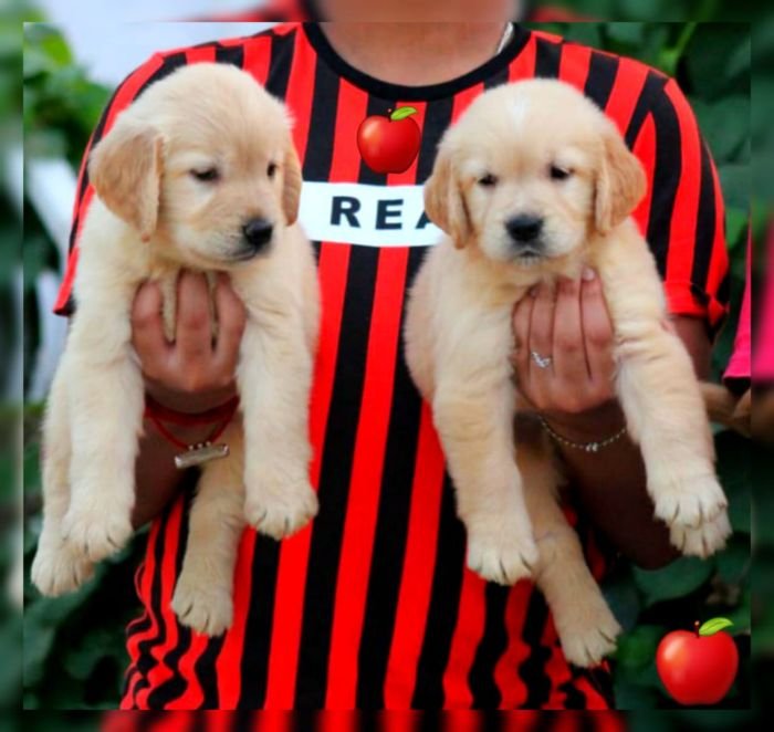 DogsIndia.com - Golden Retriever - Apple Kennels