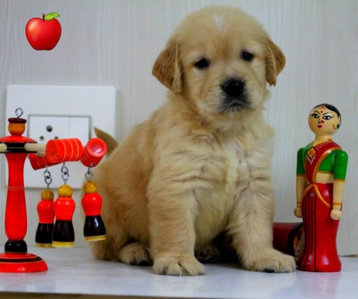 DogsIndia.com - Golden Retriever - Apple Kennels