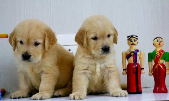 DogsIndia.com - Golden Retriever - Apple Kennels