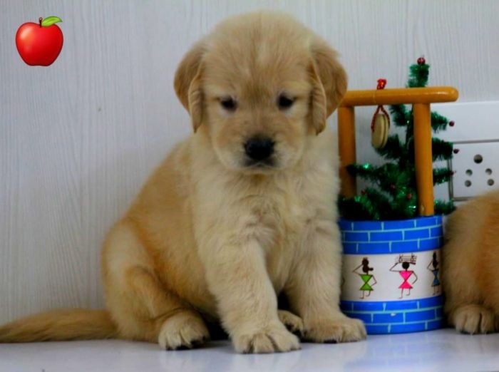 DogsIndia.com - Golden Retriever - Apple Kennels